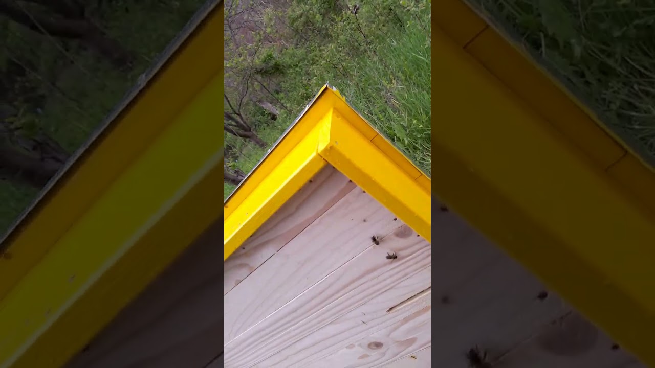 пчелна отводка и по лесно да си направят майка малко трикове за аматьорски пчелари :)