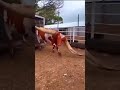 Biggest Bull Horns EVER
