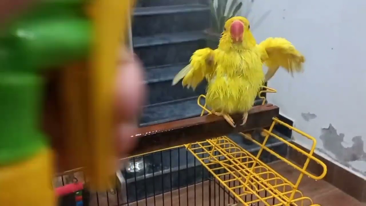 Save Your Birds from Heat stroke ❤️🌧️💧