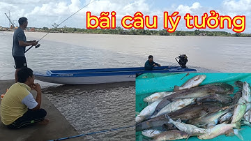 câu cá thiên nhiên | nghề câu cá ngát sông lớn năm căn fishing