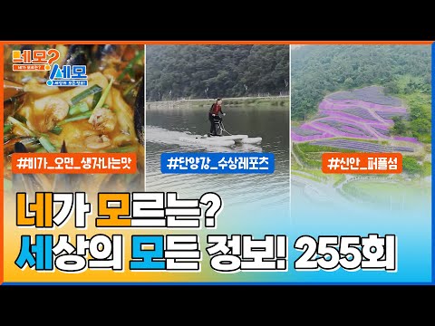 [네모세모] 255회 l 비가 오면 생각나는 맛 l 단양강에서 즐기는 수상레포츠 l 신안 <strong>퍼플섬</strong>