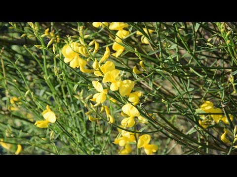Video: Tintura Di Ginestra (pianta) - Proprietà E Applicazione Della Ginestra. Giallo Ginestra, Spagnolo, Fiori Di Ginestra