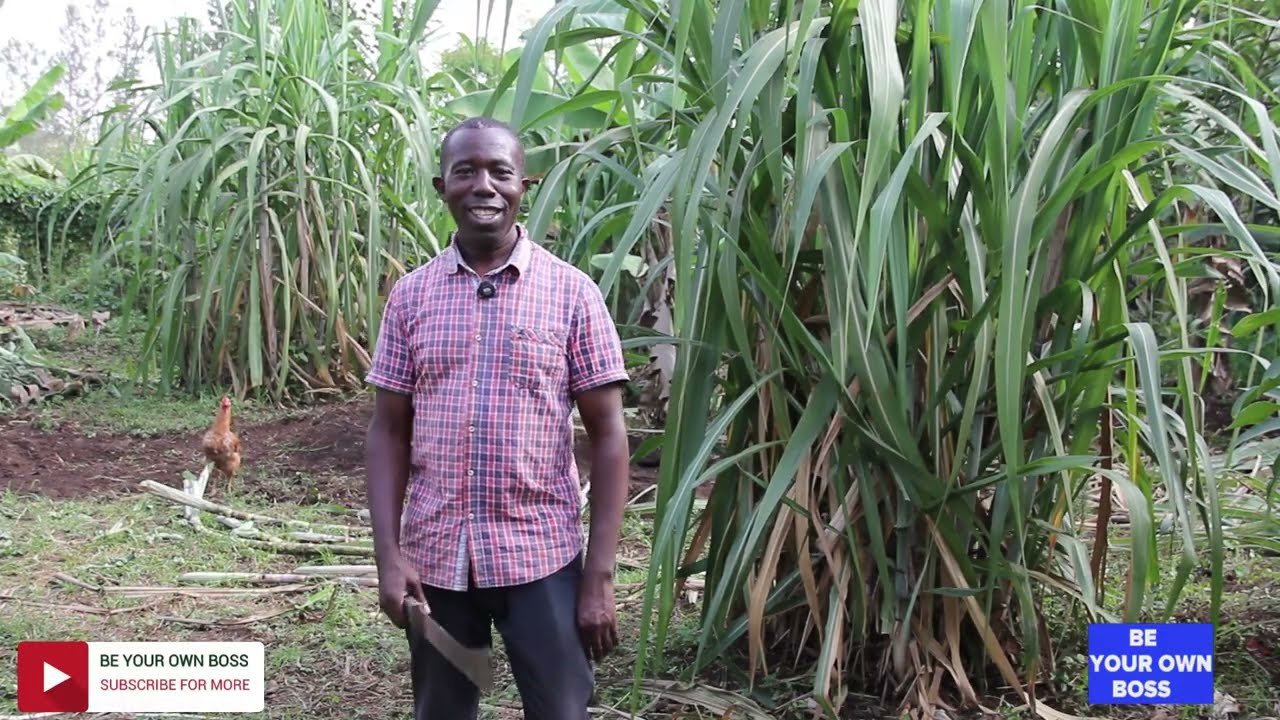 Plant One Sugarcane at Home and Save 30,000;  Productive Home 