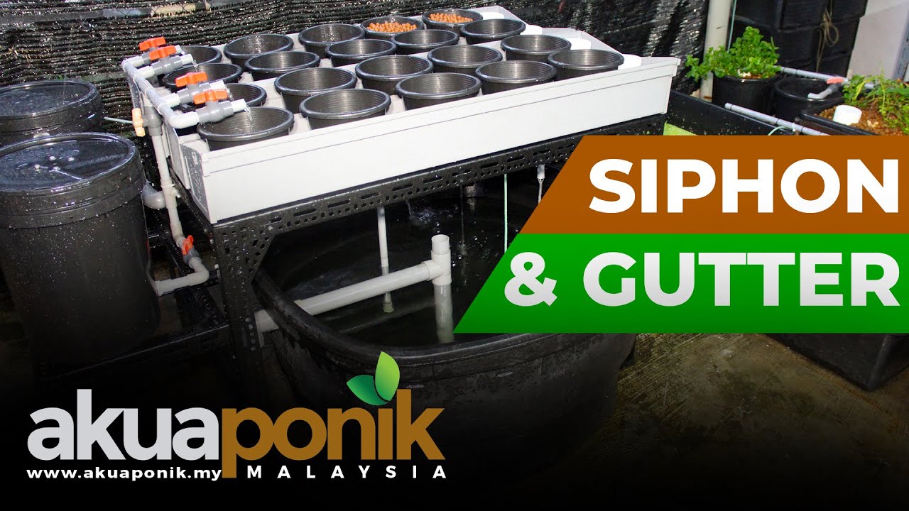 Akuaponik Gutter 06 | Pasang Gutter & Siphon Test | Siri Video Terbaru ...