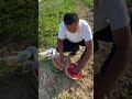 Tarvuz sezon ham boshlandi. Siz ham olib yedizmi #shortvideo #rekkkkkk #trend
