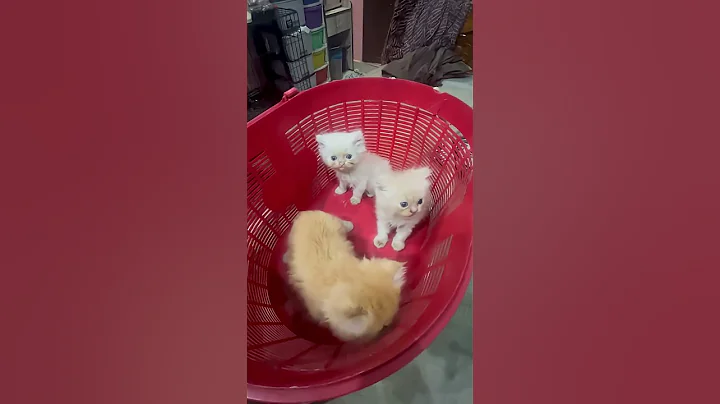 Video 11329071: adorable persian cat, persian cat home