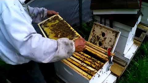 When to add a second Deep box ( Honeybees )