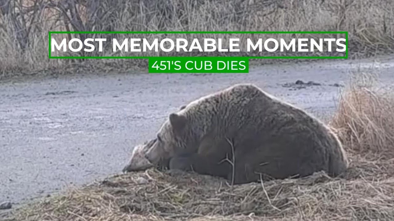 451's Cub Dies | Memorable Moments In Bear Cam History