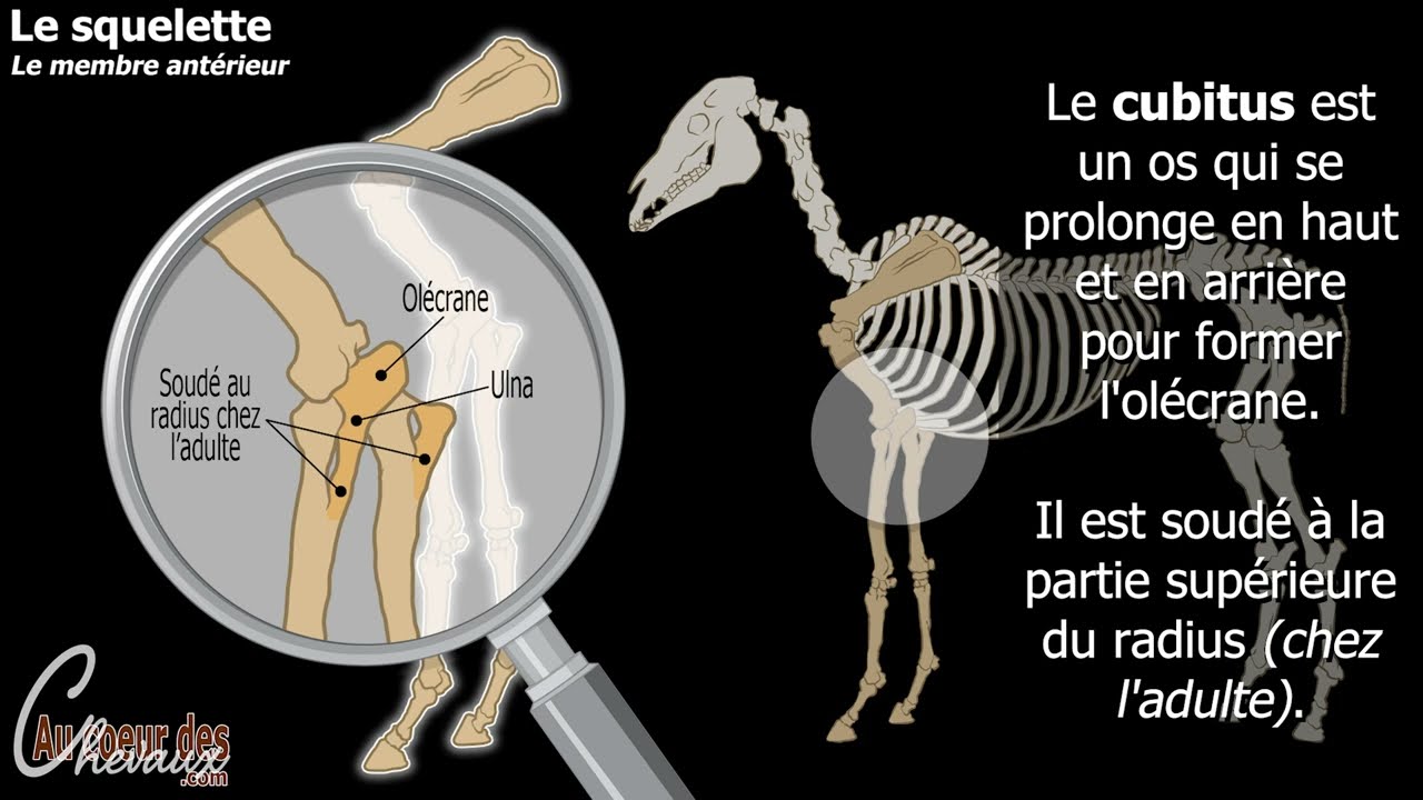 les différentes parties de la tete  Tout sur les chevaux, Anatomie du  cheval, Cheval empaillé