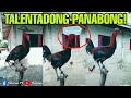 Pinoy memes, funny videos compilation - Talentadong panabong