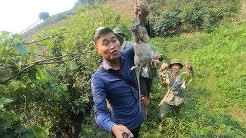 Chuột chù lợn ăn cây chuối | Nhịp Sống Tây Bắc