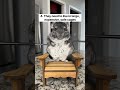 Share for awareness  shorts pets chinchillas research chinpals
