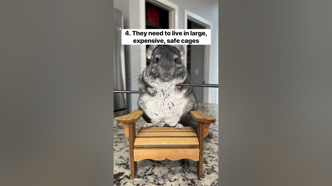 Share for awareness 🐭 shorts pets chinchillas research chinpals