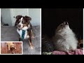 Buttercup but Dogs Sung It (Doggos and Gabe)