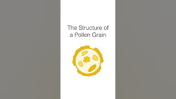 The Structure of a Pollen Grain, Quick and Easy!