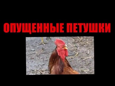 ОПУЩЕННЫЕ ЧИТЕРАСТЫ ОПУЩЕННЫЕ ЧИТЕРАСТЫ