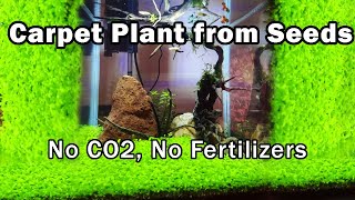 Carpet Plants from just seeds, No CO2, No fertilizers