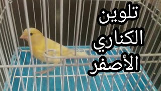 هل يمكنني تقديم الصبغة الملونة لطائر الكناري الأصفر ؟