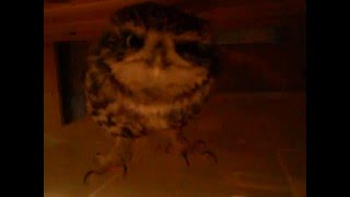 Домовой сыч Мускат получает лакомство и ругается - Little owl Muskat eating the treat and swearing Домовой сыч Мускат получает лакомство и ругается - Little owl Muskat eating the treat and swearing
