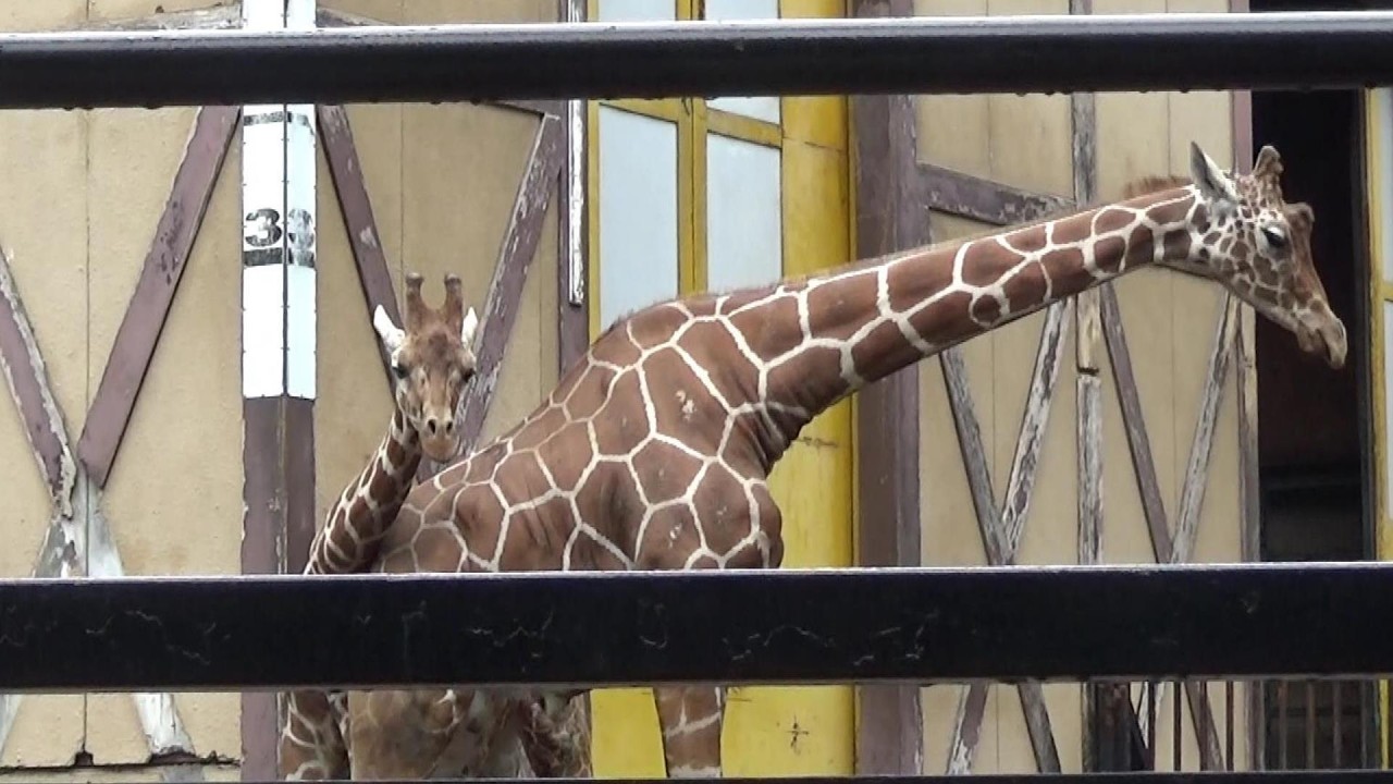 戦いの練習？キリンの親子 Fighting training giraffe father and son