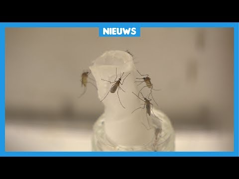 Video: Beste Insectenwerende Middelen Om Een hap Uit De Zomer Te Halen