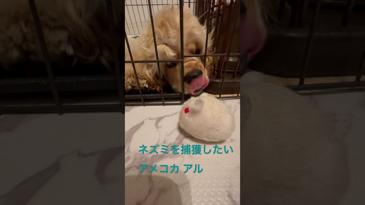 ネズミを捕獲したいアメコカ Shorts Youtube