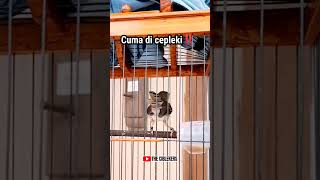 Ciblek Kristal Ngerol Gacor Parah