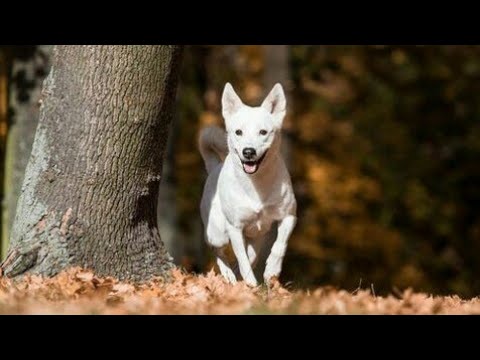 Vídeo: Carolina Dog