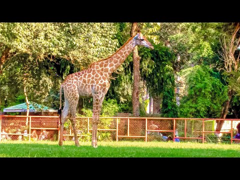 Zarafa Animal Video | Zarafah | Giraffe Baby