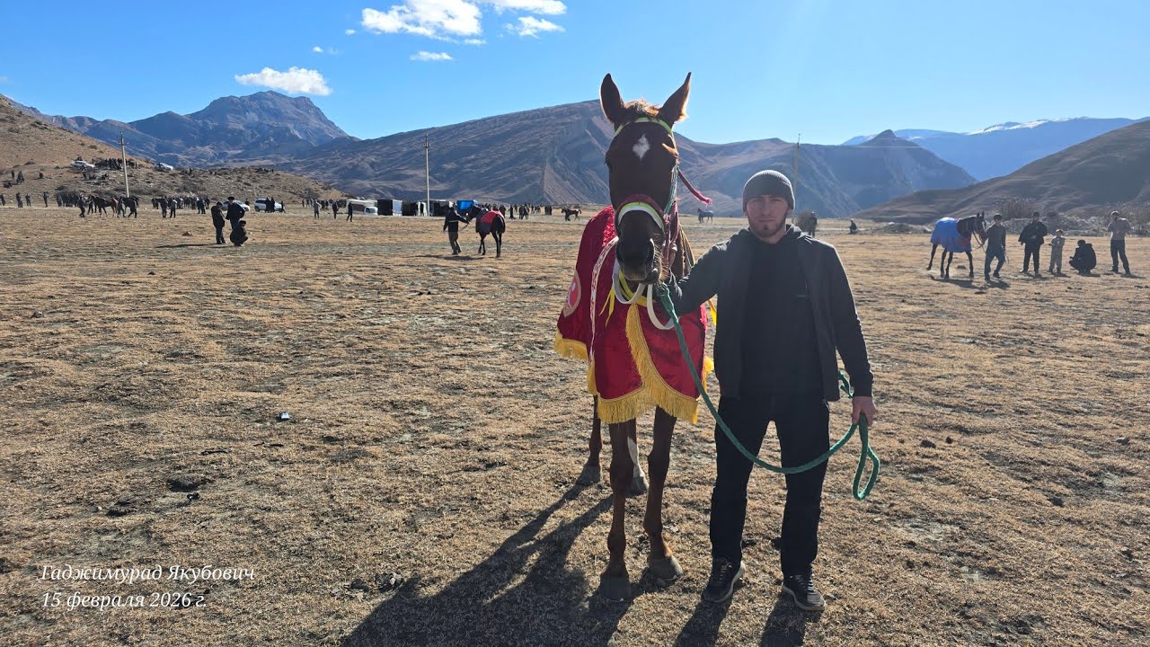 Скачки в с.Анди. 1-я партия на 13 кругов.15.02.2026 