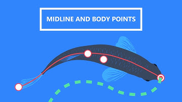 Tracking fish midline and body points with LoliTrack 5