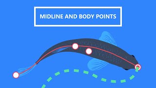 Tracking Fish Midline And Body Points With Lolitrack 5
