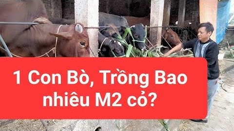 1 hecta cỏ va01 nuôi được bao nhiêu con bò năm 2024