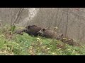 KARADENİZDE MUHTEŞEM BİR DOMUZ AVI / A WONDERFUL WILD BOAR HUNT IN THE BLACK SEA