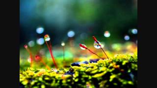 The Flashbulb - May Theme Song