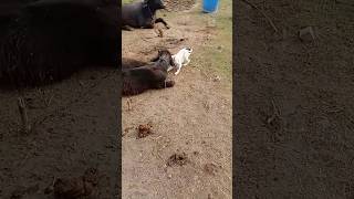 Dosti Na Hum Kabhi Todenge