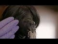 Schwar Tribe and Shrunken Heads