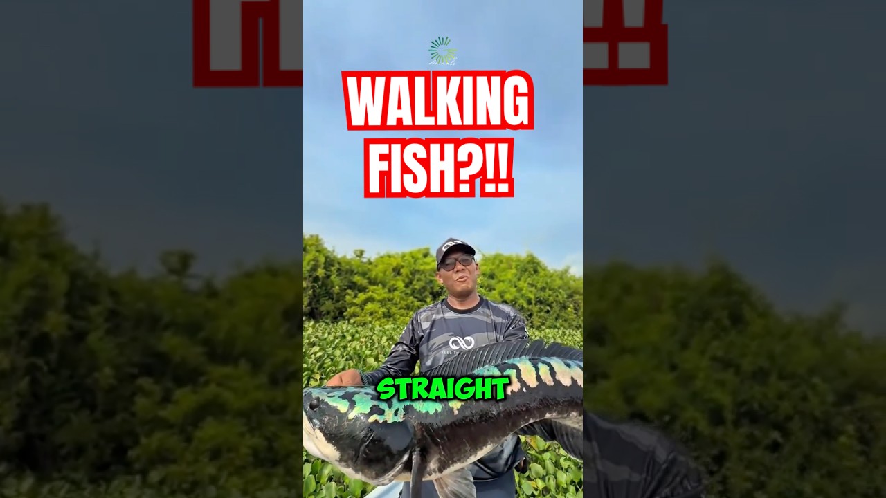 Эта рыба может выживать вне воды в течение нескольких дней.