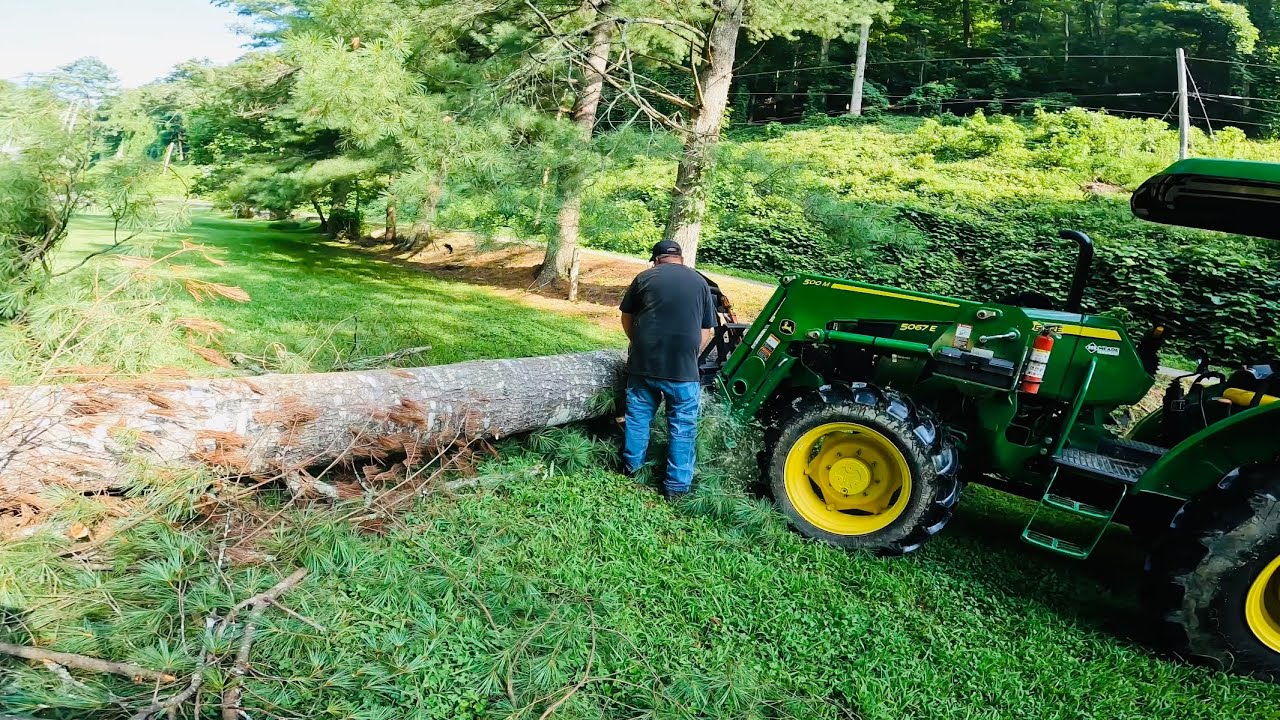 Felling A Big Pine With Obstacles Involved, Plus Cleanup! John Deere ...