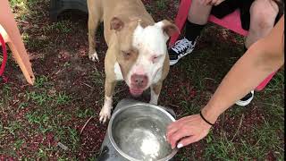 Meet Nala A Terrier American Pit Bull Currently Available For Adoption 7182019 32217 Pm