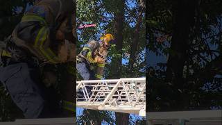 Cat Rescued from Tall Tree #cat #kitten #rescue  #catrescue