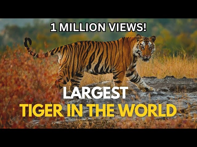 Largest Tiger in the World class=