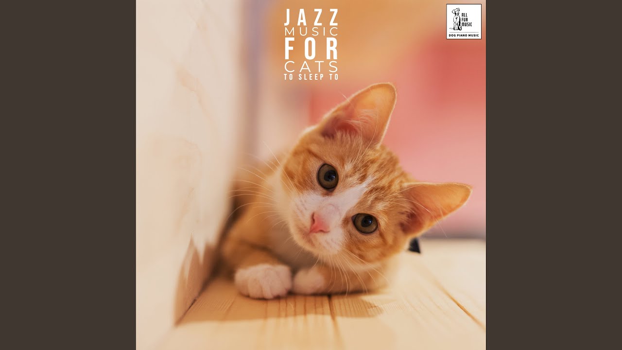 Cat Jamming To Piano YouTube