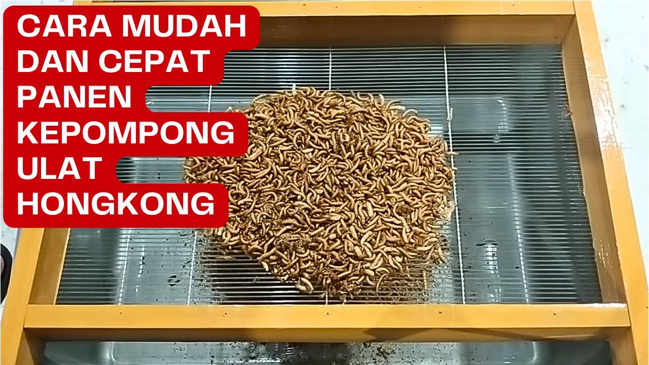 CARA MUDAH DAN CEPAT PANEN KEPOMPONG ULAT HONGKONG, MENJADI KEPIK SEHINGGA SIAP DIJADIKAN INDUKAN