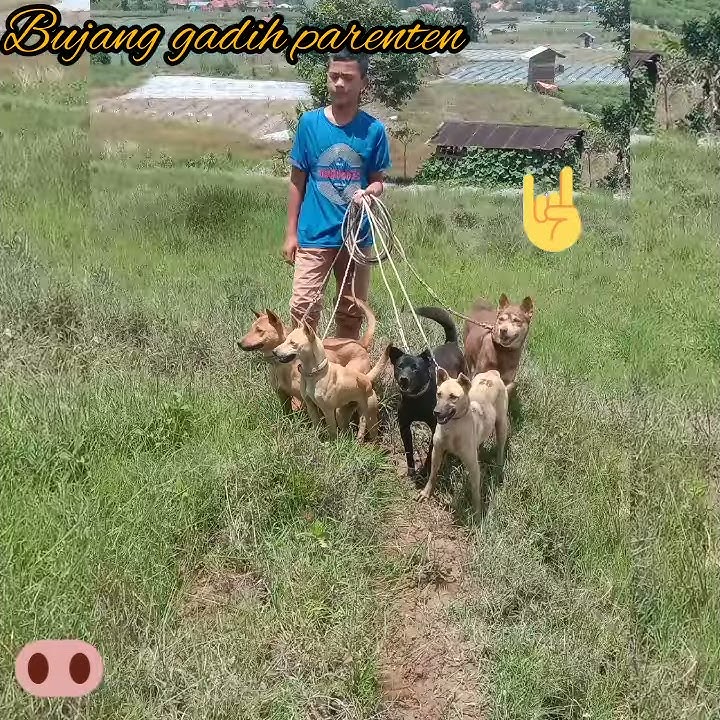 Story wa porbi bujaang gadih parenten
