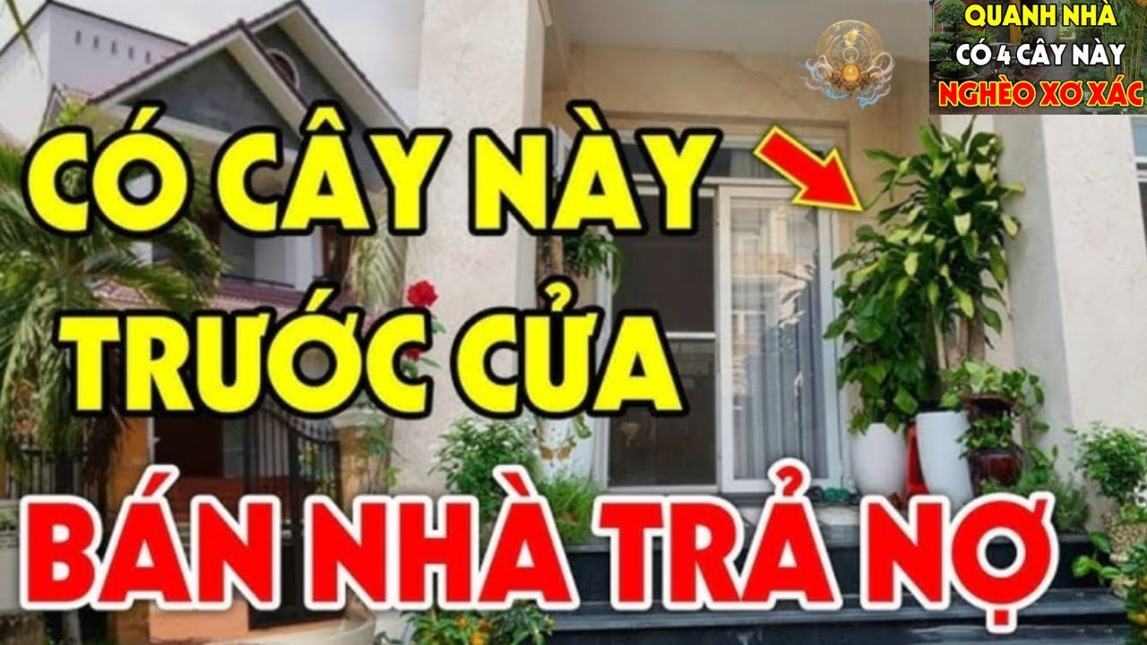 4 ĐẠI KỴ Cây Phong Thủy Trước Nhà: Càng Trồng Càng Hút Âm Khí, Gia Đạo Lụi Bại, Trấn Cửa Đứt Tài Vận