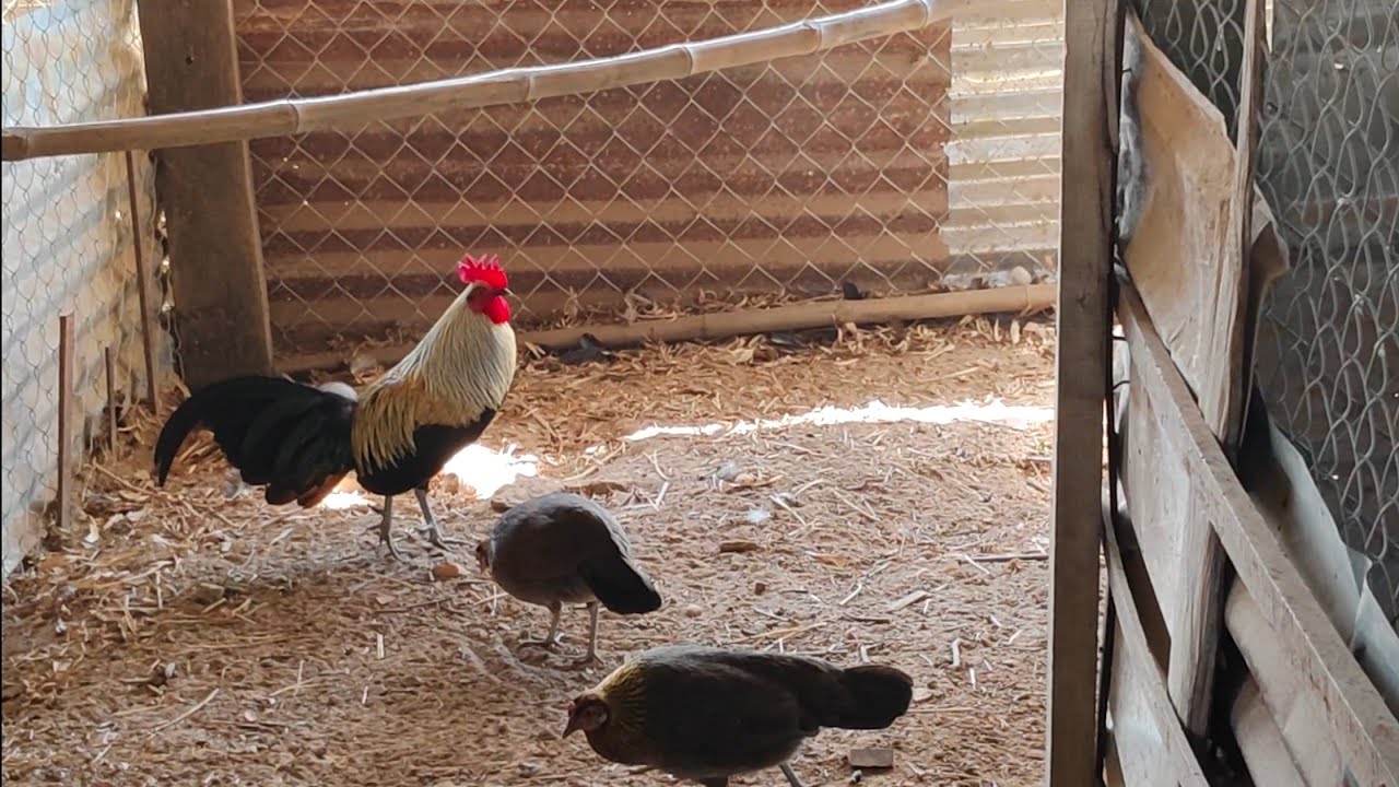 Qaib qus seb zoo nraug 2025