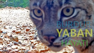 BURDUR YABAN HAYATI