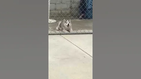Black Jack - The Husky Puppy