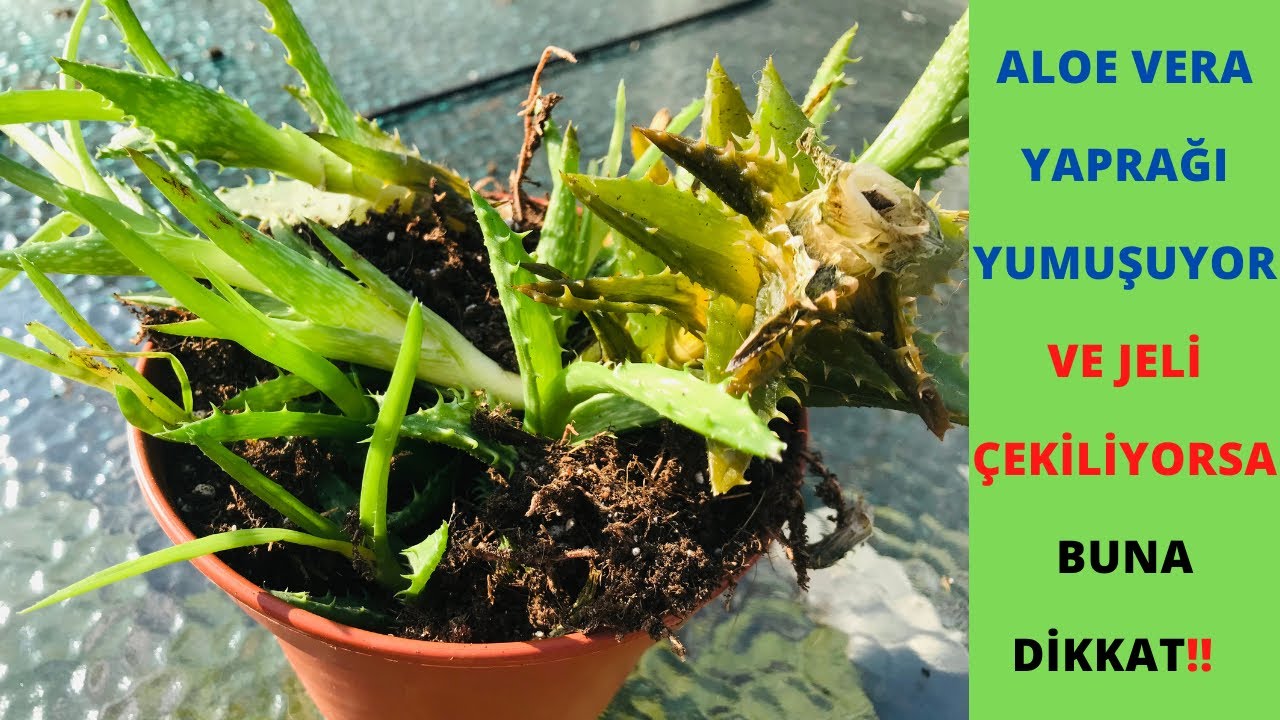 Уход за алоэ вера для смягчения листьев, средство для экстракции геля / Как ухаживать за алоэ вера